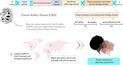 Precision medicine implementation challenges for APOL1 testing in chronic kidney disease in admixed populations